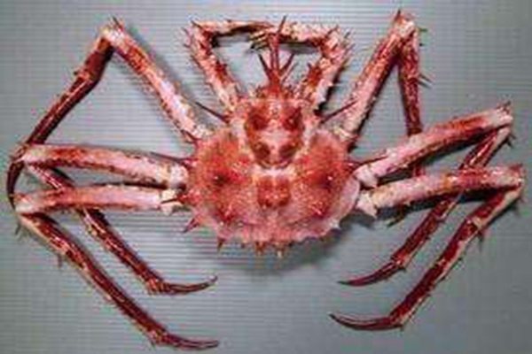 世界十大最奇怪的螃蟹 长的奇怪的螃蟹盘点
