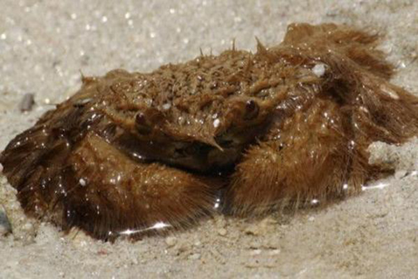 世界十大最奇怪的螃蟹 长的奇怪的螃蟹盘点