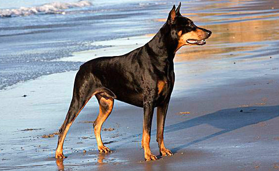 世界上十大最受欢迎的家犬 拉布拉多第六也是最好的导盲犬