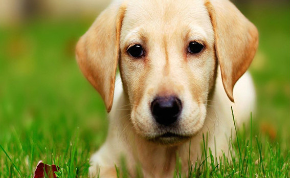 世界上十大最受欢迎的家犬 拉布拉多第六也是最好的导盲犬