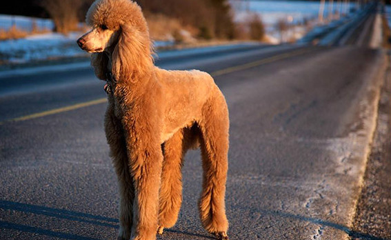 世界上十大最受欢迎的家犬 拉布拉多第六也是最好的导盲犬