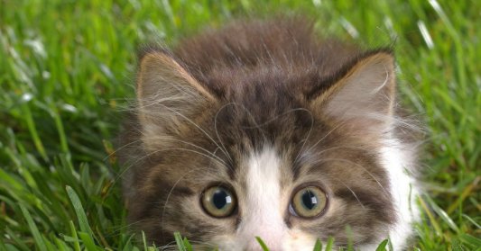 为什么猫咪做了驱虫还是挠 40天小猫能体外驱虫吗？