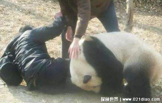 大熊猫会攻击人吗，一般不会(除非是这三种情况)