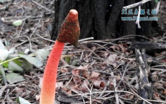 世界上最丑的蘑菇，鸡屎臭味的红鬼笔