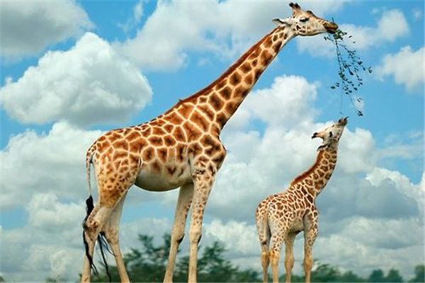 长颈鹿最高可以长到多高：8米（平均身高为7m）