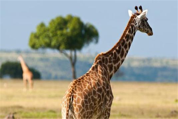 长颈鹿最高可以长到多高：8米（平均身高为7m）