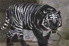 黑蓝虎和东北虎哪一个更厉害？不少生物学家不承认黑蓝虎确实存在