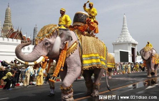 象国是哪个国家，泰国(亚洲象是其国宝)