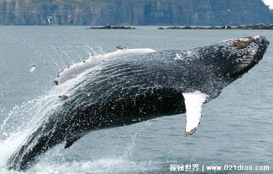 鲸鱼是哺乳动物吗怎么喂奶，蓝鲸为世界上最大的哺乳动物