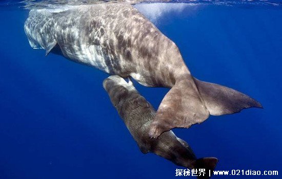 鲸鱼是哺乳动物吗怎么喂奶，蓝鲸为世界上最大的哺乳动物