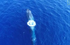比蓝鲸重10000倍的动物是什么？存在如此庞大的生物吗