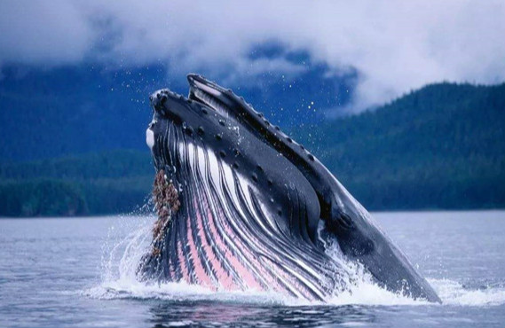 比蓝鲸重10000倍的动物 世界上存在如此庞大的生物吗