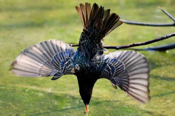 紫翅椋鸟：叫声沙哑刺耳，爱干净(常常沐浴以及理毛)