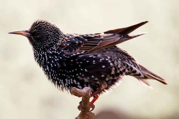 紫翅椋鸟：叫声沙哑刺耳，爱干净(常常沐浴以及理毛)