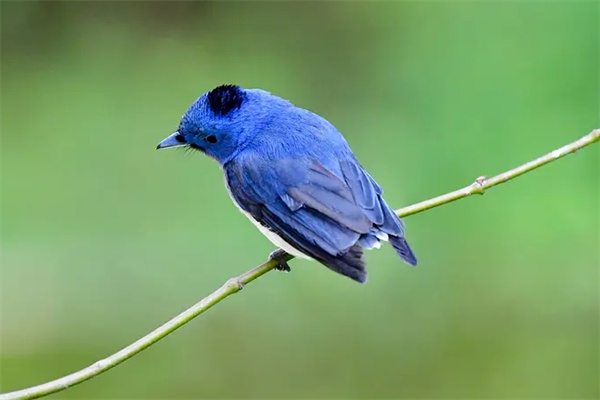 世界上十大最美的鸟,自然界中最漂亮的十种鸟