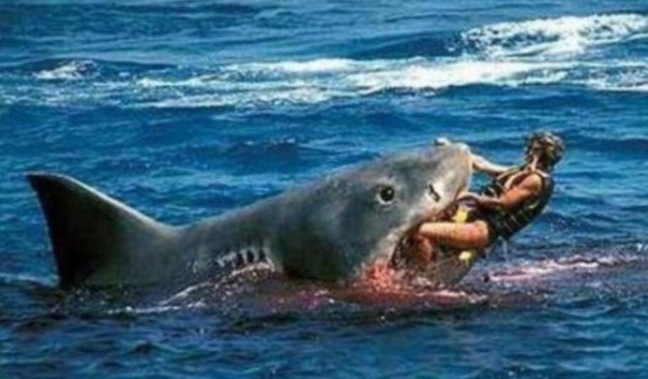 鲨鱼吃人真实事件盘点，盘点四大从鲨鱼口中死里逃生事件