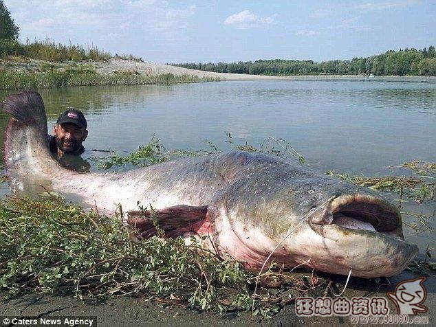 世界上最大的巨型鲶鱼图，鲶鱼可以吃掉跟自己差不多大的鱼