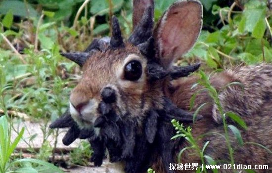 世界上最诡异的兔子，肿瘤兔(头上长满恐怖的黑色肿瘤像犄角)