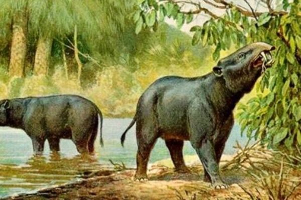 大象的祖先是什么动物?始祖象/生活在水中仅1米高