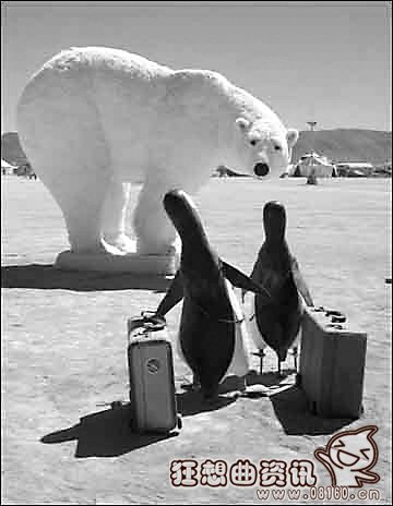北极熊为什么不吃企鹅，揭秘北极熊不吃企鹅的原因