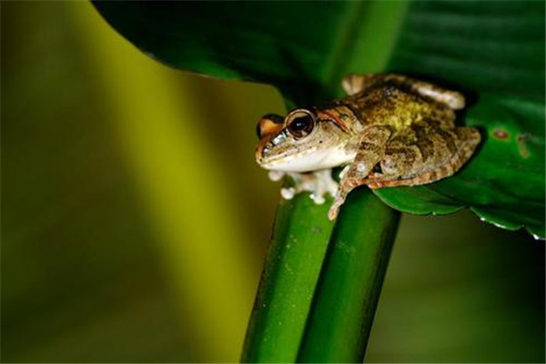楬树蛙介绍：所有蛙类中体型较大的一种（吸盘强大）
