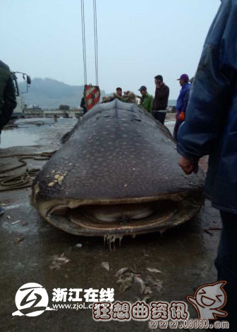 渔民捕获万斤大鱼图，神奇大鱼原为鲸鲨