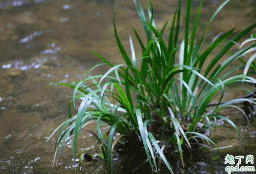 菖蒲好养活不 菖蒲冬季该如何养护3