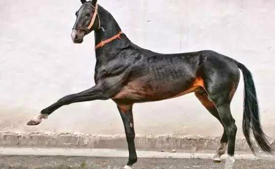 世界十大最贵的马