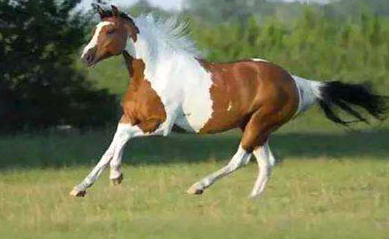 世界十大最贵的马