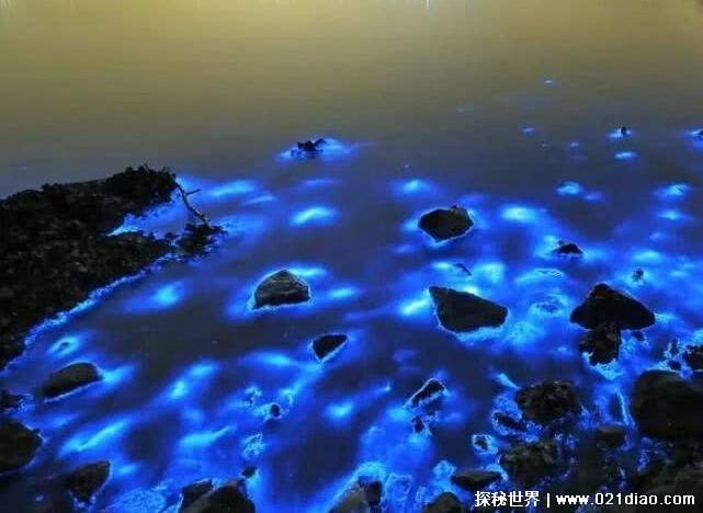 海上蓝眼泪是怎么形成的，夜光藻发出的光(少部分由海萤形成)