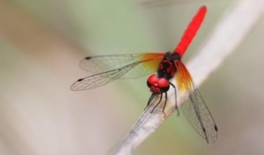 世界上最小的蜻蜓 侏红小蜻体长不足两厘米