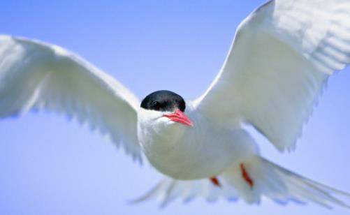 世界上飞的最远的鸟 北极燕鸥每一次迁徙绕地球半周