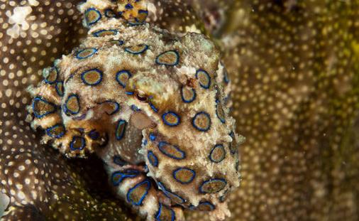 世界上最毒的章鱼 一只蓝环章鱼能在几分钟内毒死26人
