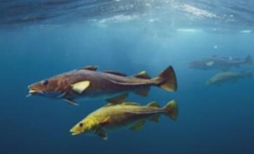 世界上最耐寒的鱼 南极鳕鱼能在南极海区几千米深处生活