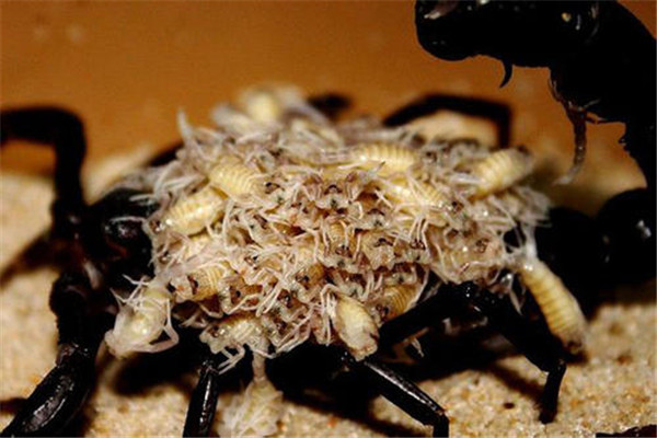 亚洲雨林蝎介绍：又称马来西亚雨林蝎（生存在湿热环境）