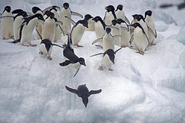 为什么企鹅被称为自然界中最黑暗的动物？ 阿德利企鹅是腹黑动物
