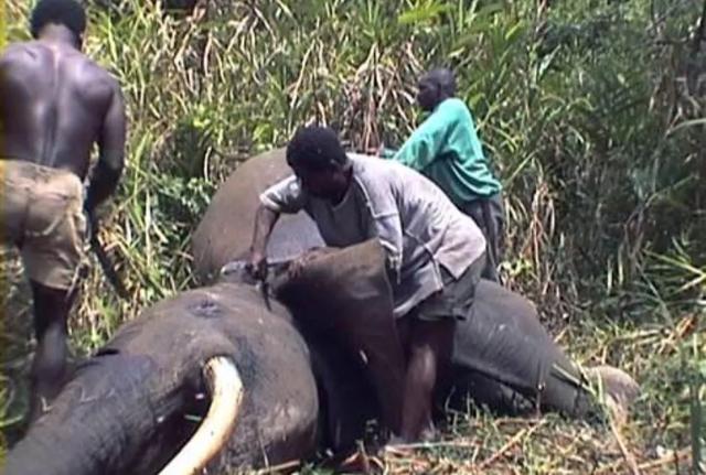 非洲人吃大象吗？ 大象肉好吃吗？