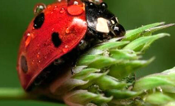 甲壳虫是什么动物类别 很多昆虫都属于甲壳虫的一种