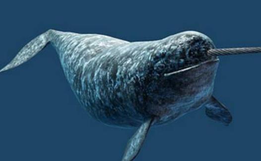 世界上长相最奇特的鲸 独角鲸长有接近3米的长牙