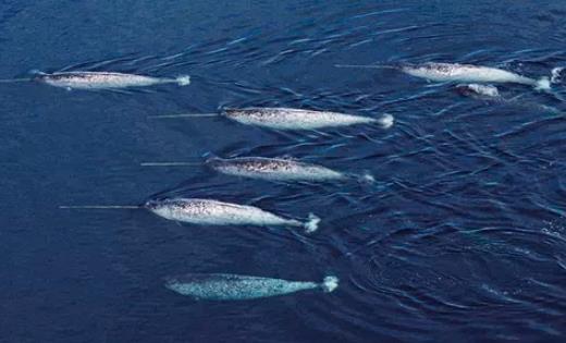 世界上长相最奇特的鲸 独角鲸长有接近3米的长牙