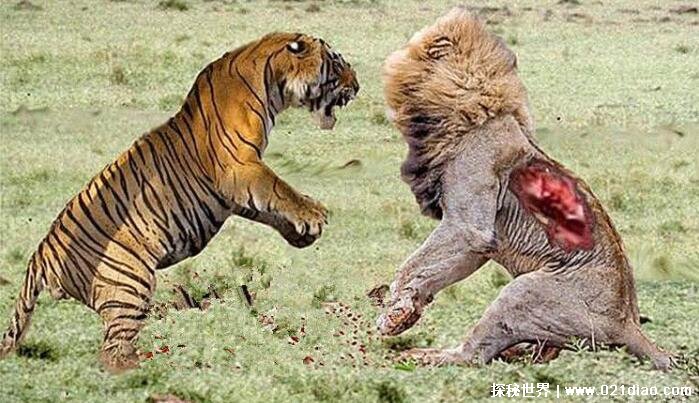 老虎和狮子谁厉害，老虎不愧为百兽之王(实力吊打狮子)