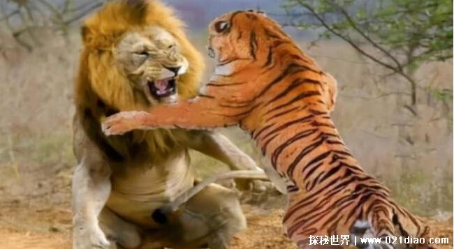 老虎和狮子谁厉害，老虎不愧为百兽之王(实力吊打狮子)