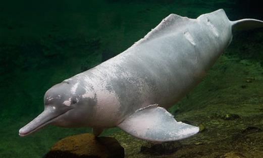 世界上最大的河豚 亚河豚体重达85