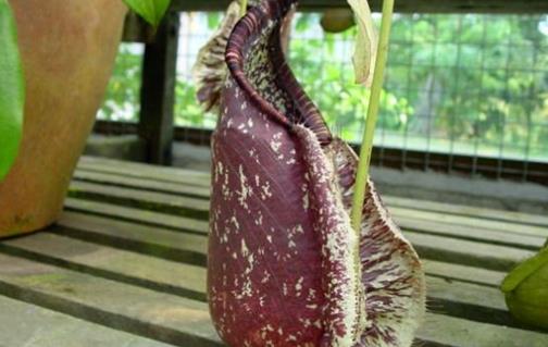 世界上最大的食人树 婆罗洲马来王猪笼草可吃老鼠