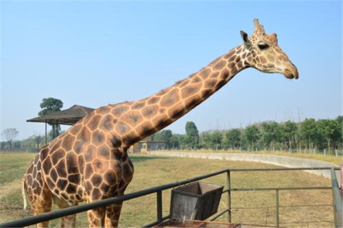长颈鹿最高可以长到多高 8米平均身高为7m