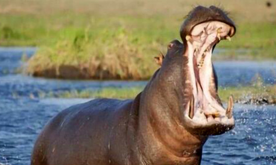 河马是什么动物类型 它是体型最大的淡水哺乳动物