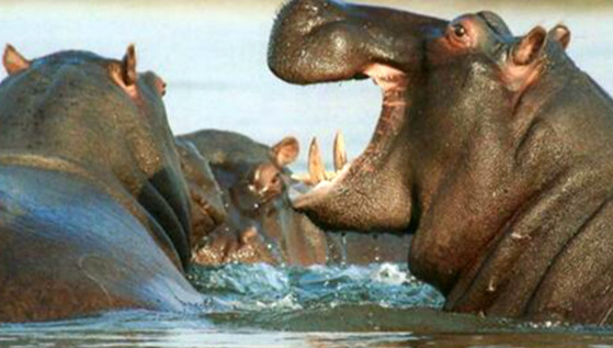 河马是什么动物类型 它是体型最大的淡水哺乳动物