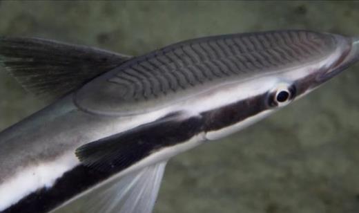 世界上最懒的鱼 吸盘鱼生活在大海中却懒得游泳