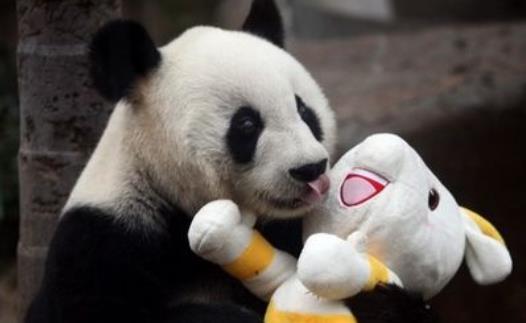 世界上最高寿熊猫 37岁的巴斯相当于人的百岁以上
