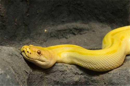 金色蛇是什么品种 人们常说的黄金蟒长度约7米